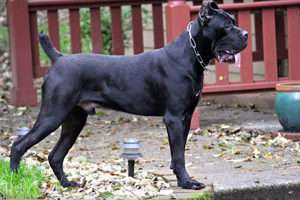 old world obrad custodi nos